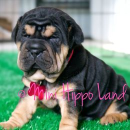 Chinese Shar-Pei, Cocker Spaniel, and Companion Cross Puppies from Mini Hippo Land