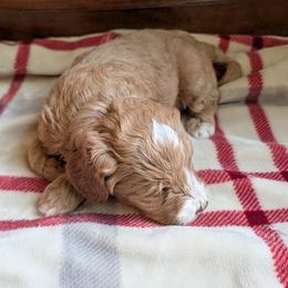 Max - Red  male Goldendoodle puppy in Portage, Michigan from Country Lane Goldendoodles