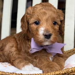 Felicity - purple collar - Red  female Goldendoodle puppy in Yuciapa, California from AlltheDoodlez_