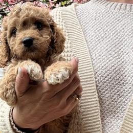 Ritz- Red Collar Boy - male Cavapoochon puppy in Clementon, New Jersey from PitterPatterPuppiesNJ