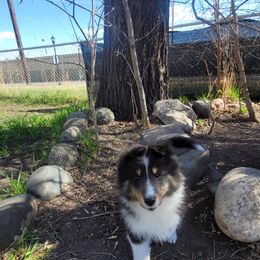 Shetland Sheepdog Puppies from KaMera Shelties