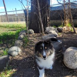 Shetland Sheepdog Puppies from KaMera Shelties