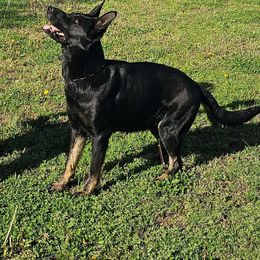 Kava - German Shepherd