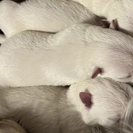 Girl 2 - White West Highland White Terrier puppy in Alabaster, Alabama from Southern Belle Westies