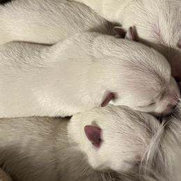 Girl 2 - White West Highland White Terrier puppy in Alabaster, Alabama from Southern Belle Westies