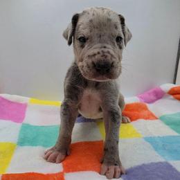Zeus - Merle male Great Dane puppy in Kannapolis, North Carolina from Carolina Great Danes & Toy Poodles