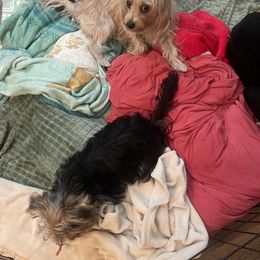 Yorkshire Terrier Puppies from Christ Like Pups