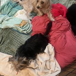 Yorkshire Terrier Puppies from Christ Like Pups