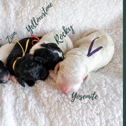Double Doodles and Goldendoodles from Buffalo Creek Doodles