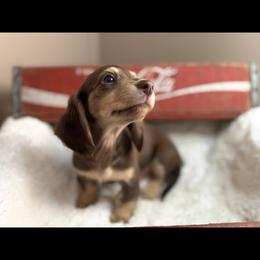 Sarah - Chocolate and cream female Dachshund puppy in Newport, Tennessee from Foothills Mini Doxies