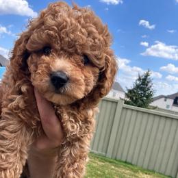 Roo - Red male Cavapoo puppy in Liberty Hill, Texas from Cuddlebug Cavapoos of Austin