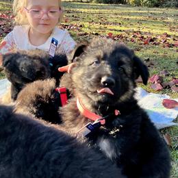 German Shepherd and Miniature American Shepherd Puppies from Bouchard’s Best Shepherds