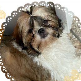 Delaney  - Shih Tzu