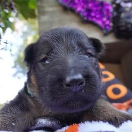 Utto - Black and red male German Shepherd puppy in Marianna, Florida from Haus M Godwin