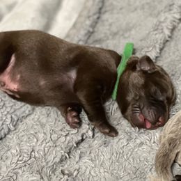 Huxley - Chocolate male Labrador Retriever puppy in Eugene, Oregon from McKenzie Reign Labradors