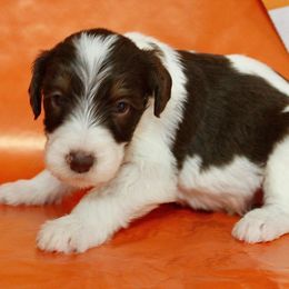 Cinnamon - Sable male Bordoodle puppy in Oak Hill, West Virginia from Highlands Bordoodles