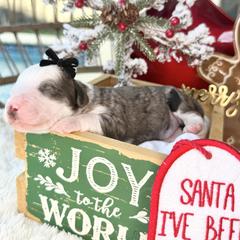 Miracle - female Australian Mountain Doodle puppy in Miami, Florida from Jade’s Paws & Co. Of Miami LLC