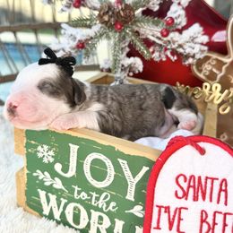 Miracle - female Australian Mountain Doodle puppy in Miami, Florida from Jade’s Paws & Co. Of Miami LLC