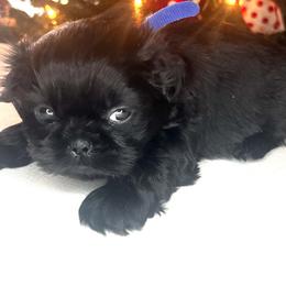 Shih Tzu Puppies from Willow’s Wonderful Shih Tzu