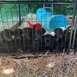 Labrador Retriever Puppies from Corner Crest Labs