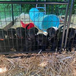 Labrador Retriever Puppies from Corner Crest Labs