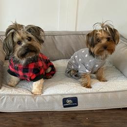 Yorkshire Terrier puppies from Eastern Wake Yorkies