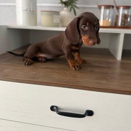 Mila - Dachshund