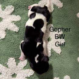 Gopher - Black and white female German Shorthaired Pointer puppy in Aitkin, Minnesota from Whispering’s GunDogs