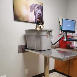 Siberian Husky Puppies from Xk siberians