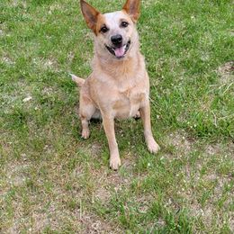 Australian Cattle Dog Puppies from SB Heelers Cattle Dogs and Performance Horses