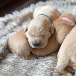 5th pick females - Golden female Golden Retriever puppy in Colville, Washington from Columbia Ridge Goldens
