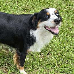 Legend - Australian Shepherd