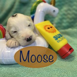 Sheepadoodle Puppies from Sunflower Family Farms