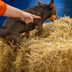 Lancashire Heelers from STORMR Lancashire Heelers