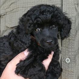 Theo- Super Playful Toy Poodle - Black male Poodle puppy in Falcon, Missouri from Cedar House Heritage Poodles | AKC Toy & Miniature Poodle Puppies Raised in Home