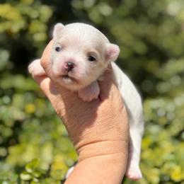 Lily - White female Maltese puppy in Newport Beach, California from Exotic City Pomeranians and chihuahuas