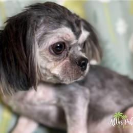 Shih Tzu Puppies from Altas Palmas Shih Tzu