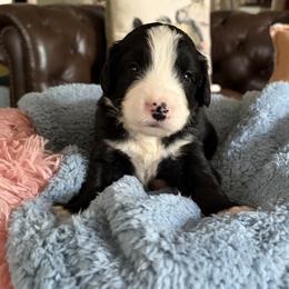 Rick - male Aussiedoodle puppy in Rochester, Massachusetts from Harmony Hill Doodles