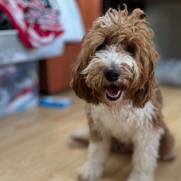 Yumi - Goldendoodle