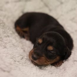 Dachshund Puppies from Hetu's Dachshunds