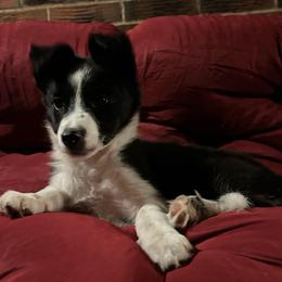 Freckles - Black and white female Border Collie puppy in Rocky, Oklahoma from SoCal/Promise Land Border Collies