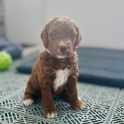 Liberty - Red female Irish Doodle puppy in Pottstown, Pennsylvania from Willow-Be Doodles