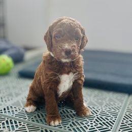 Liberty - Red female Irish Doodle puppy in Pottstown, Pennsylvania from Willow-Be Doodles