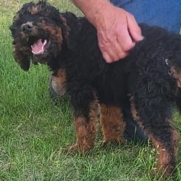 Boy 4 - male Goldendoodle puppy in Harrisburg, Nebraska from Wildcat Hills Doodles