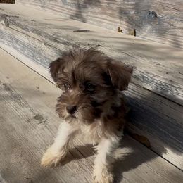Félix - Parti male Miniature Schnauzer puppy in West Point, Nebraska from Canyon Rose Schnauzers
