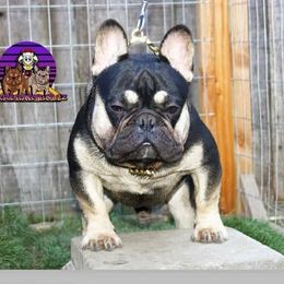 Bambino - French Bulldog