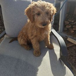Zadie - Cream female Goldendoodle puppy in Tucson, Arizona from Ever After Doodles Arizona