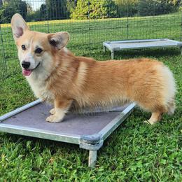 Atticus - Red male Pembroke Welsh Corgi puppy in Dunbar, Nebraska from Vintage Corgis