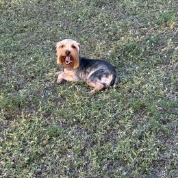 Yorkshire Terrier puppies from Puppies Forever 💙❤️🐶