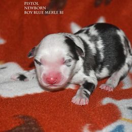 Pistol - Blue merle male Miniature Australian Shepherd puppy in Patterson, North Carolina from DreamLine Aussies